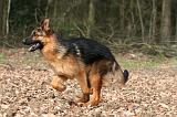BERGER ALLEMAND 1047